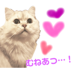 [LINEスタンプ] 愛猫リズムくんとチャームちゃん