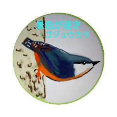 [LINEスタンプ] 可愛さ満点の野鳥