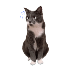 [LINEスタンプ] 2018/cvt