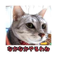 [LINEスタンプ] ポラ風ネコスタンプ