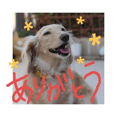 [LINEスタンプ] sara(ダックスフンド)