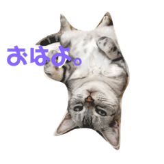 [LINEスタンプ] 猫の らもちゃん