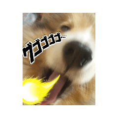 [LINEスタンプ] シェルティー の モカ 