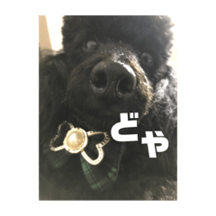 [LINEスタンプ] トイプードルのクゥ君