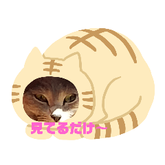 [LINEスタンプ] ニャンだふる♪♪遂に5（ご）の画像（メイン）