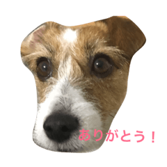[LINEスタンプ] ムギの1日 