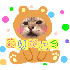 [LINEスタンプ] 猫スタ2❤️ 