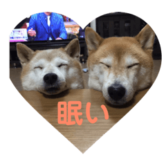 [LINEスタンプ] 柴犬親子 