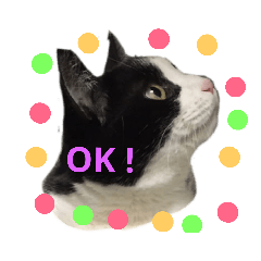 [LINEスタンプ] 美猫くらぶ 