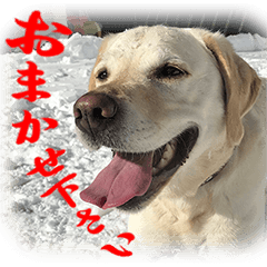 [LINEスタンプ] 白ラブヴィクトルのかわいいスタンプその2