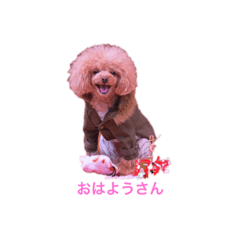 [LINEスタンプ] トイプードル叶愛 