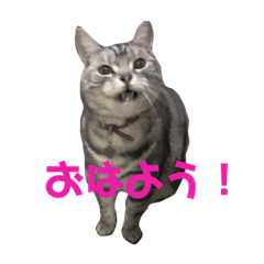 [LINEスタンプ] もも姫の日常スタンプ2