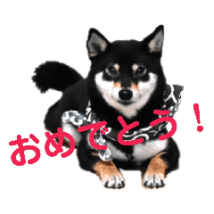 [LINEスタンプ] 文字が大きめの、前向きな黒柴スタンプ