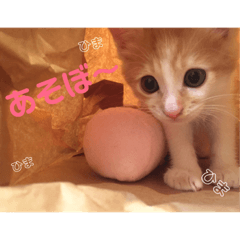 [LINEスタンプ] はくとん