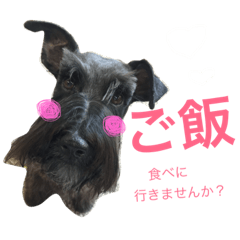 [LINEスタンプ] 黒シュナこうめさん。