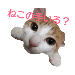 [LINEスタンプ] ねこ！ねこ！ 3