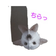 [LINEスタンプ] 家のにゃんこちゃんたち