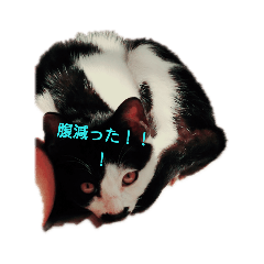 [LINEスタンプ] みゅーの日常