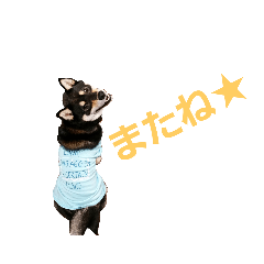 [LINEスタンプ] 黒柴 Ryota 