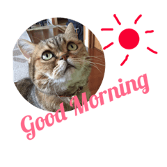 [LINEスタンプ] かわいい猫たちの一言 