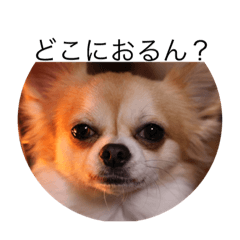 [LINEスタンプ] 愛犬 チワワのスタンプ