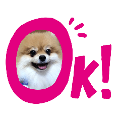 [LINEスタンプ] ポメラニアンシロたん 