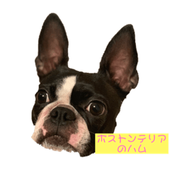 [LINEスタンプ] ボストンテリアのハム 