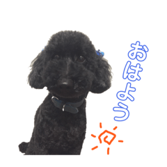 [LINEスタンプ] トイプードルのシュンくん 