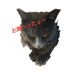[LINEスタンプ] 猫のソウルくん