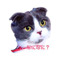[LINEスタンプ] スコティッシュねこ   ひげまるくんの1日