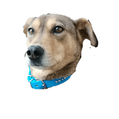 [LINEスタンプ] 犬のルル fetchpriority=high
