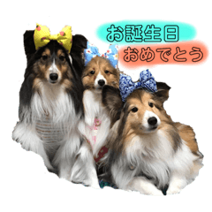 [LINEスタンプ] シェルティ ゆず＆むぎ＆ひな