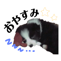 [LINEスタンプ] べるちゃ