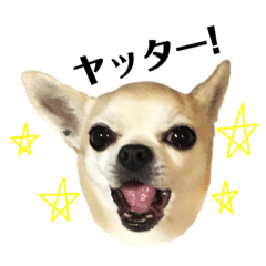 [LINEスタンプ] スムチのユキチ