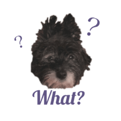 [LINEスタンプ] 愛犬キクジロウの使える英語スタンプ