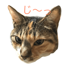 [LINEスタンプ] 毎日女子会！