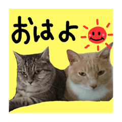 [LINEスタンプ] 仲良し猫 クロとチョコ