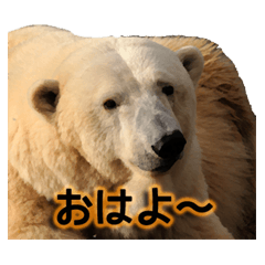 [LINEスタンプ] リアルなクマさんの画像（メイン）