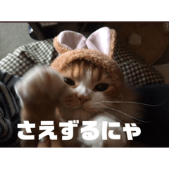 [LINEスタンプ] ねこのすたんぷまる