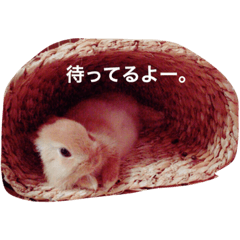 [LINEスタンプ] うさぎのきなこです。 