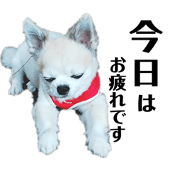 [LINEスタンプ] 日下部家のスニフ 