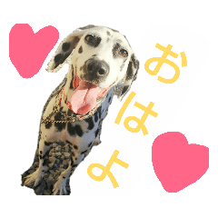 [LINEスタンプ] 可愛いダルメシアン 
