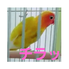 [LINEスタンプ] インコのサリー 3