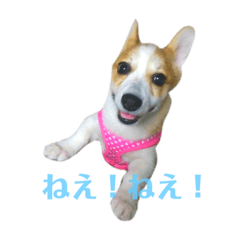 [LINEスタンプ] コーギーとトイプードル(日常会話)