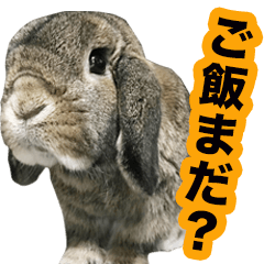 [LINEスタンプ] ウサギの「りんりん」スタンプ 