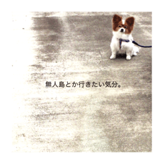 [LINEスタンプ] 現実逃避がちのパピヨン。