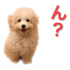 [LINEスタンプ] 可愛いといぷースタンプ 