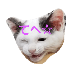 [LINEスタンプ] Kawaii☆Cat☆ 