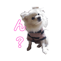 [LINEスタンプ] ポメサラチップス