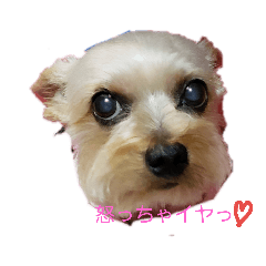 [LINEスタンプ] チョコわんの結構使える一言スタンプ2